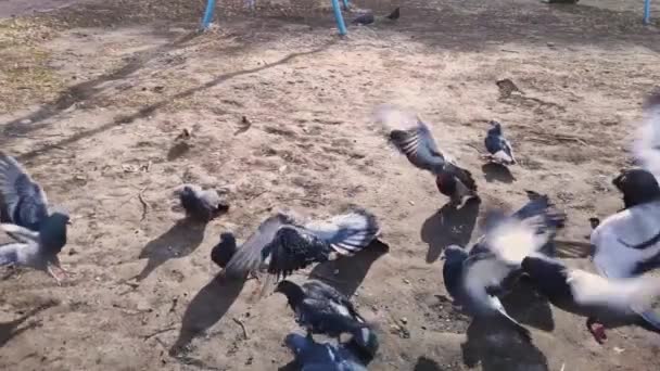 Greedy pigeons and sparrows in the yard share food — Stockvideo