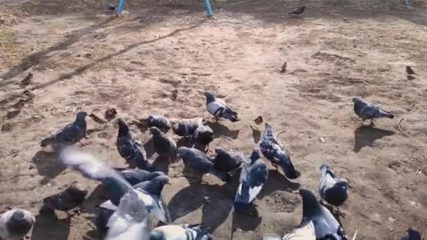 Жадібні голуби і горобці у дворі ділять їжу — стокове відео