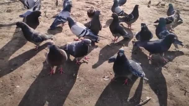 Greedy pigeons and sparrows in the yard share food — Stock Video