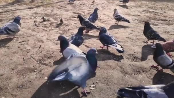 Greedy pigeons and sparrows in the yard share food — Stock Video