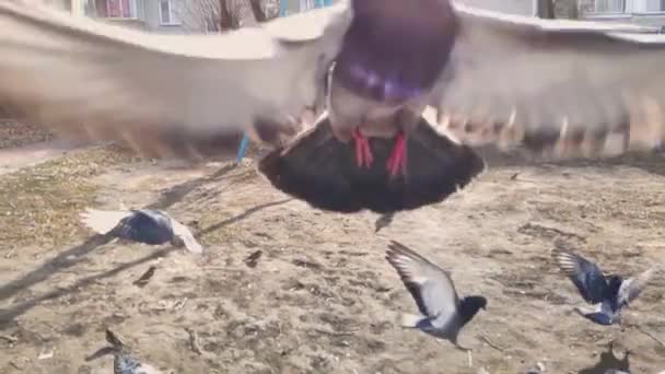 Egy kapzsi galamb megtámadta az operátort. lassított felvétel — Stock videók