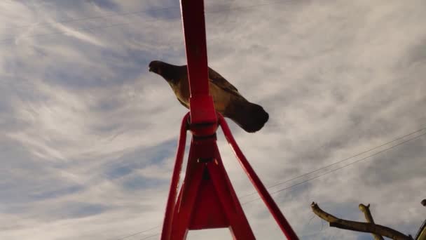 A pigeon swoops down from the crossbar for food — Stock Video