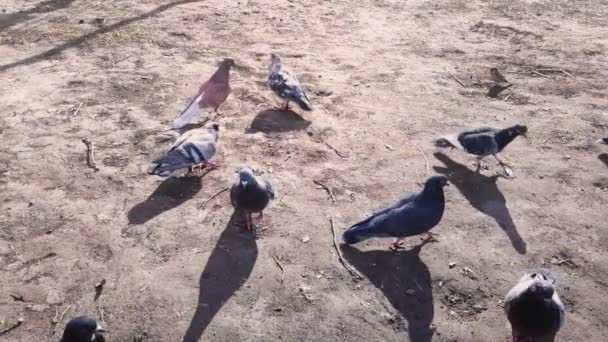 Pombos gananciosos e pardais no quintal compartilham alimentos — Vídeo de Stock