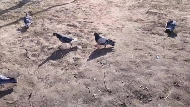 A kapzsi galambok és verebek az udvaron megosztják az ételt. — Stock videók