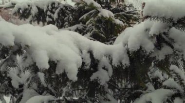 Sonbaharda kar, yeşil köknar ağaçlarının arka planına ağır çekimde düşer.