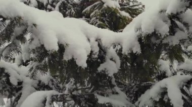 Sonbaharda kar, yeşil köknar ağaçlarının arka planına ağır çekimde düşer.