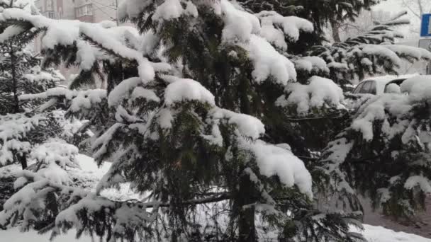 Sneeuw Valt Herfst Tegen Achtergrond Van Groene Dennenbomen Slow Motion — Stockvideo