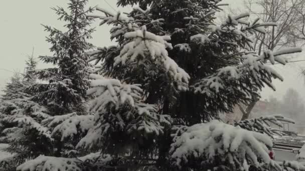 Sneeuw Valt Herfst Tegen Achtergrond Van Groene Dennenbomen Slow Motion — Stockvideo