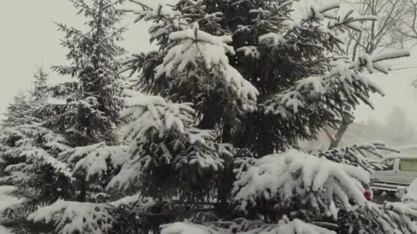 Neve Cai Outono Contra Fundo Abetos Verdes Câmera Lenta — Vídeo de Stock