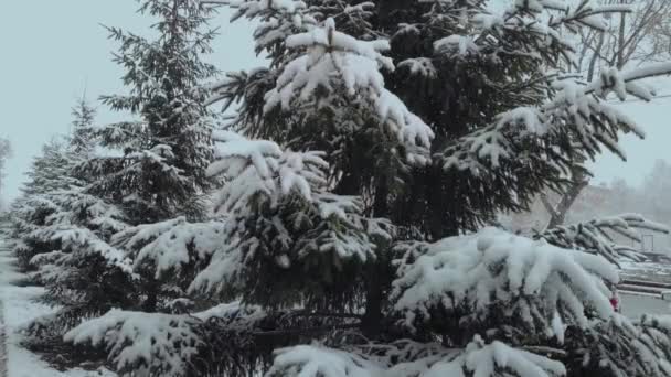 Nieve Cae Otoño Sobre Fondo Abetos Verdes Cámara Lenta — Vídeos de Stock