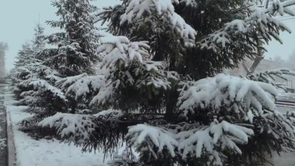 Sneeuw Valt Herfst Tegen Achtergrond Van Groene Dennenbomen Slow Motion — Stockvideo