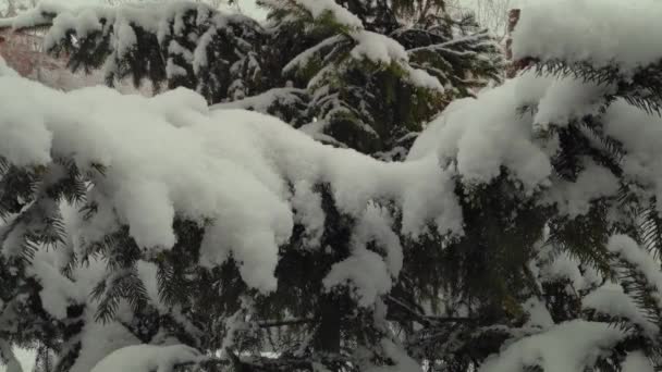 Sneeuw Valt Herfst Tegen Achtergrond Van Groene Dennenbomen Slow Motion — Stockvideo
