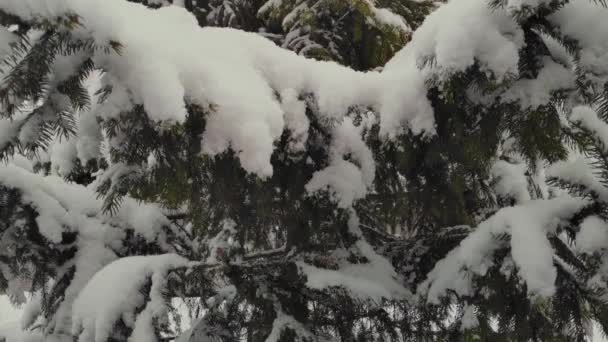 Sneeuw Valt Herfst Tegen Achtergrond Van Groene Dennenbomen Slow Motion — Stockvideo