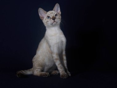 Koyu mavi arka planda linx renginde bengal kedi yavrusu