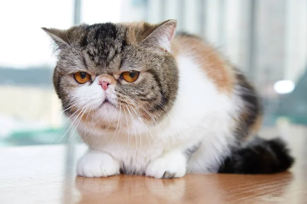 Eine Schöne Schottische Faltohrkatze Liegt Auf Einem Tisch Vor Dem — Stockfoto