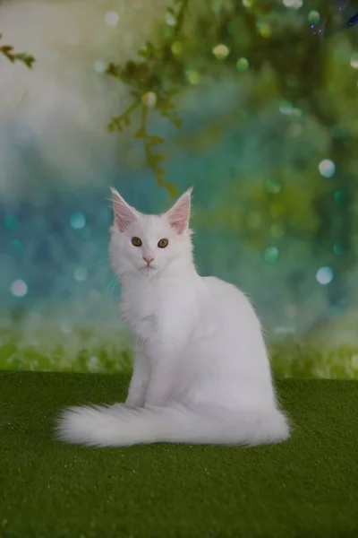 White Maine Coon Kätzchen Auf Grünem Bokeh Hintergrund — Stockfoto