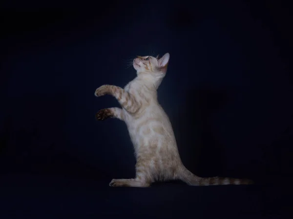 Bengaalse Kitten Van Linx Kleur Een Donkerblauwe Achtergrond — Stockfoto