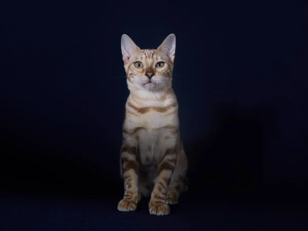 Bengal Kitten Linx Color Dark Blue Background — Stock Photo, Image