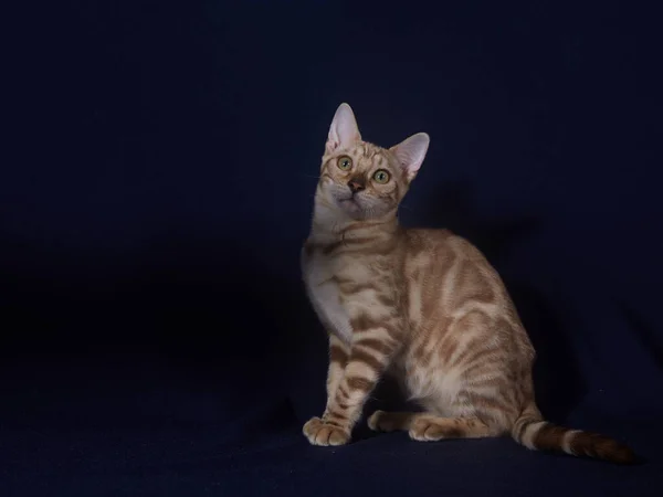 Bengal Kitten Linx Color Dark Blue Background — Stock Photo, Image