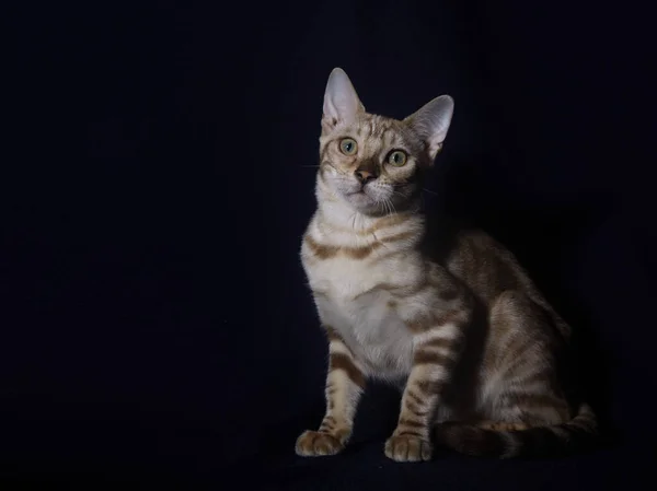 Bengala Gatinho Linx Cor Fundo Azul Escuro — Fotografia de Stock