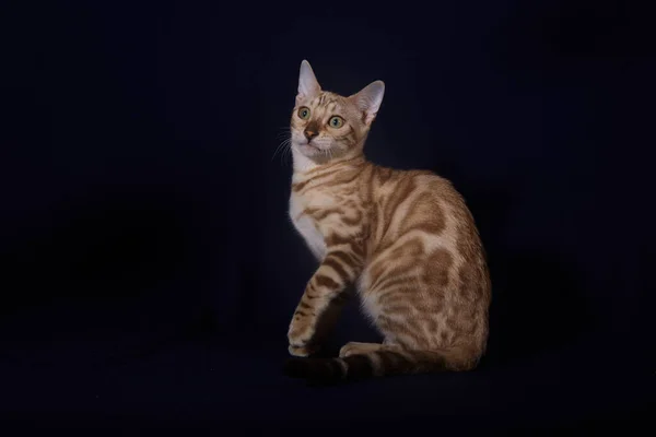 Bengal Kitten Linx Color Dark Blue Background — Stock Photo, Image