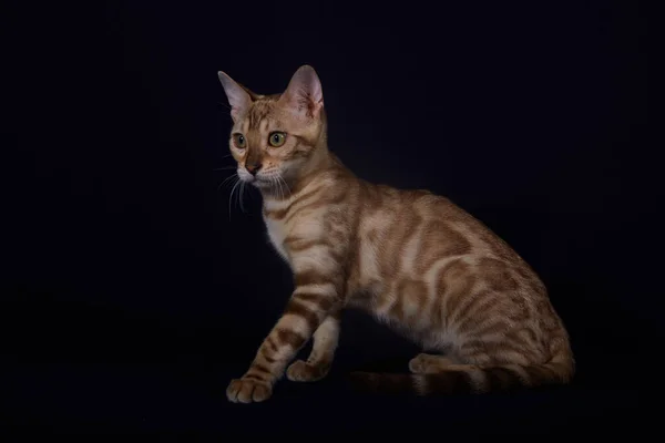 Bengal Kitten Linx Color Dark Blue Background — Stock Photo, Image