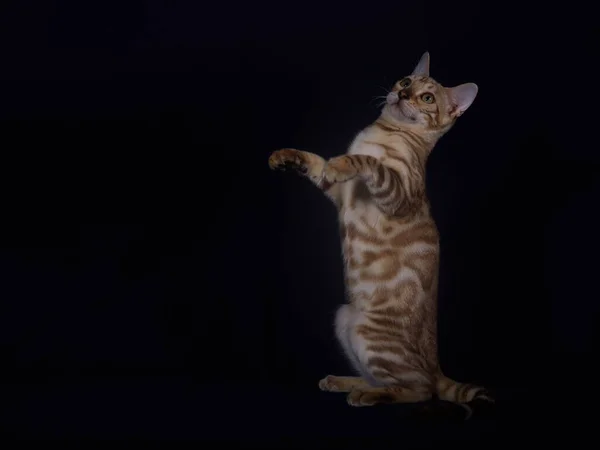 Bengalkätzchen Von Linx Farbe Auf Dunkelblauem Hintergrund — Stockfoto