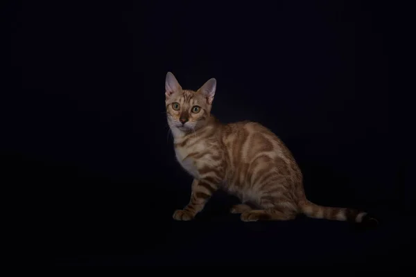 Koyu Mavi Arka Planda Linx Renginde Bengal Kedi Yavrusu — Stok fotoğraf