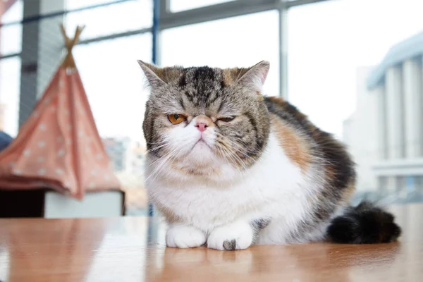 Eine schottische Klappohrkatze liegt auf einem Tisch vor dem Hintergrund eines Panoramafensters — Stockfoto