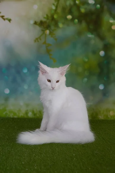 Белый мейн кун котенок на зеленом фоне Стоковое Изображение