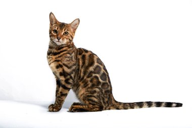 Beyaz bir arka planda Bengal kedi cinsinden oyuncu bir kedi yavrusu