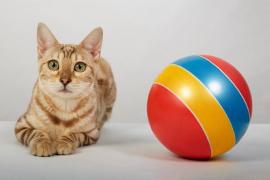 Bengal kedisi cinsi bir kedi yavrusu renkli bir topla oynar.