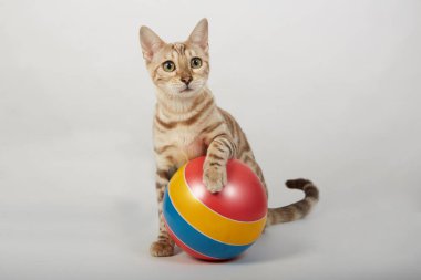 Bengal kedisi cinsi bir kedi yavrusu renkli bir topla oynar.