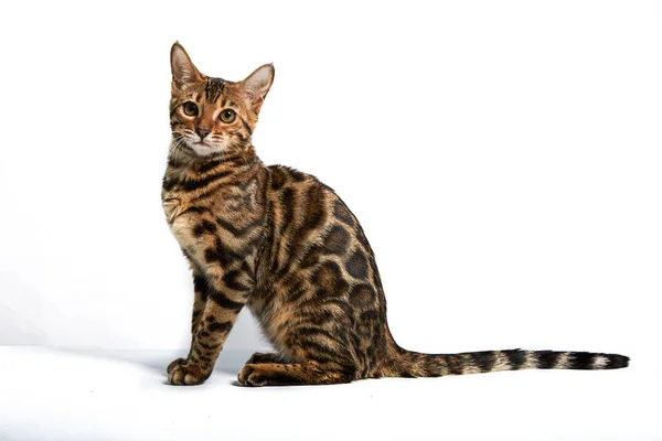 Playful Kitten Bengal Cat Breed White Background — Stock Photo, Image