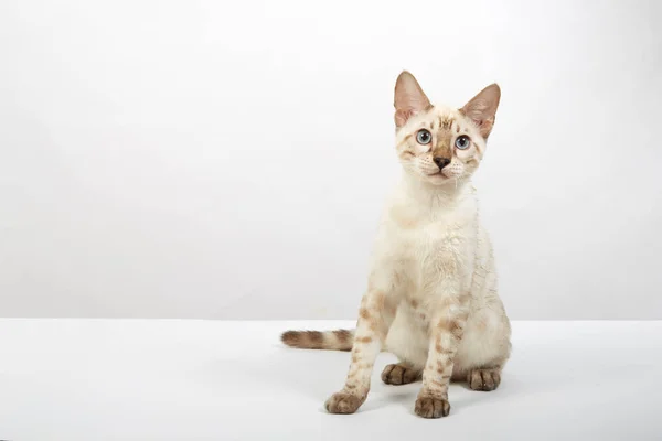 A kitten of the Bengal breed of cats color sepia on a white background — Stock Photo, Image