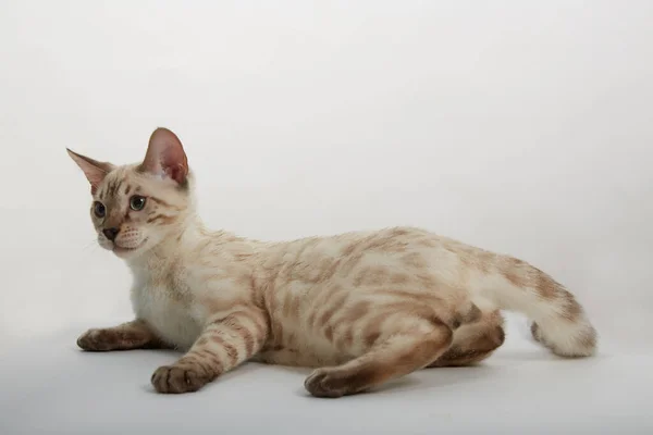 Котенок бенгальской породы кошек цвета сепия на белом фоне — стоковое фото