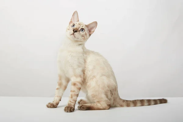 A kitten of the Bengal breed of cats color sepia on a white background — Stock Photo, Image