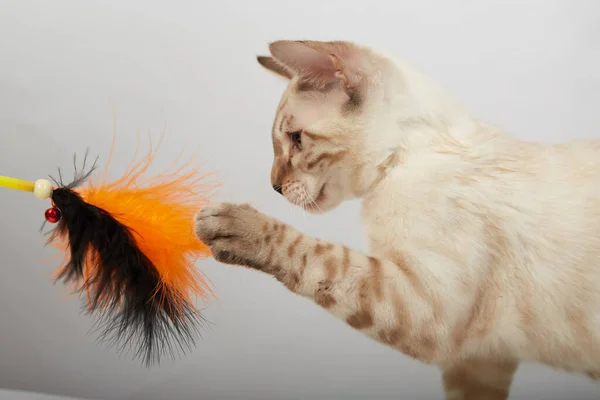 Un gattino della razza di Bengala di seppia di colore di gatti su uno sfondo bianco — Foto Stock