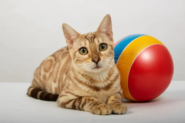 Un gattino della razza di gatto del Bengala i collegamenti a colori gioca con una palla colorata — Foto Stock