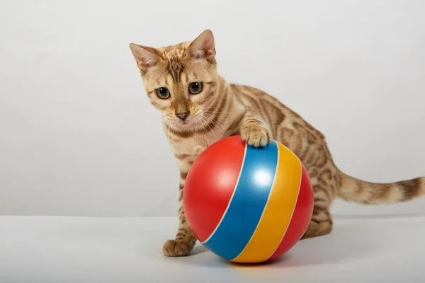 Un gattino della razza di gatto del Bengala i collegamenti a colori gioca con una palla colorata — Foto Stock