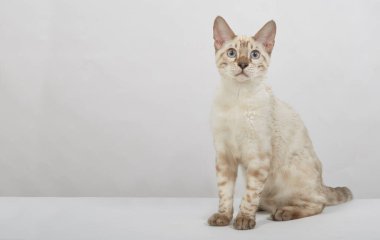 Bengal kedisinin şakacı kedisi beyaz arka planda renk sepiası