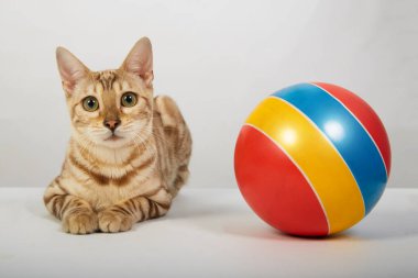 Bengal kedisine ait neşeli bir kedi yavrusu renkli bir topla oynuyor