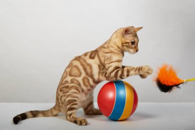 Bengal kedisine ait neşeli bir kedi yavrusu renkli bir topla oynuyor