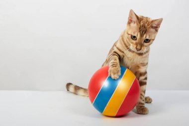 Bengal kedisine ait neşeli bir kedi yavrusu renkli bir topla oynuyor