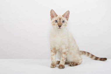 Bengal kedisinin şakacı kedisi beyaz arka planda renk sepiası