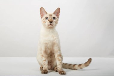 Bengal kedisinin şakacı kedisi beyaz arka planda renk sepiası