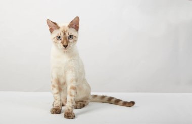 Bengal kedisinin şakacı kedisi beyaz arka planda renk sepiası