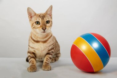 Bengal kedisine ait neşeli bir kedi yavrusu renkli bir topla oynuyor