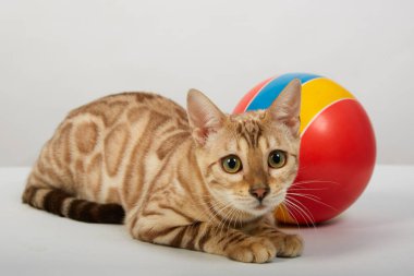 Bengal kedisine ait neşeli bir kedi yavrusu renkli bir topla oynuyor