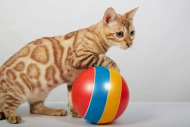 Bengal kedisine ait neşeli bir kedi yavrusu renkli bir topla oynuyor